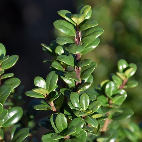 Ilex crenata Steeds 190362 