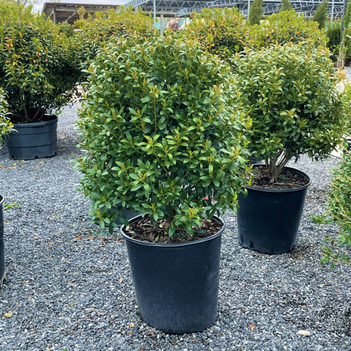 Ilex glabra Shamrock 191538