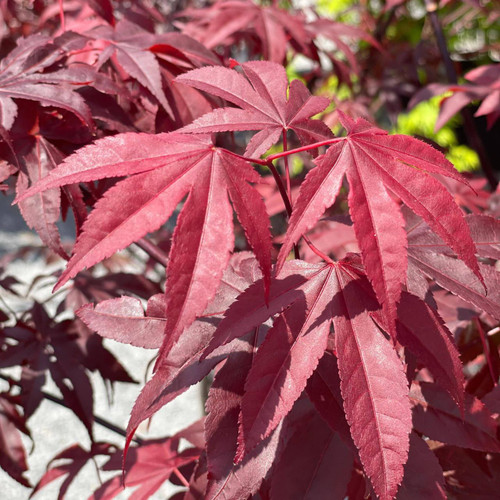  Acer palmatum Bloodgood 192233 