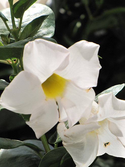 DIPLADENIA 6"BUSH