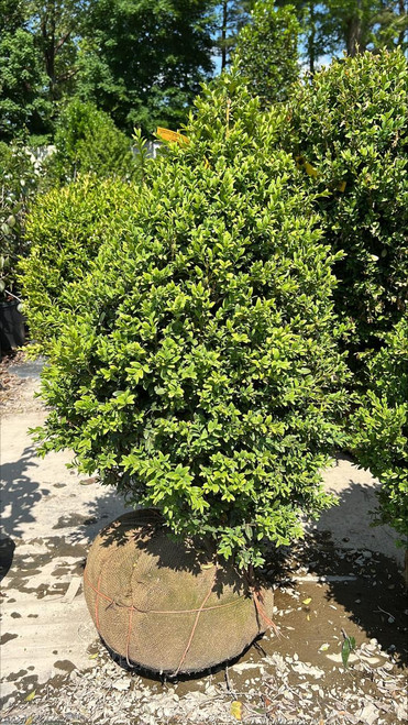  Buxus x Green Mountain 192289 