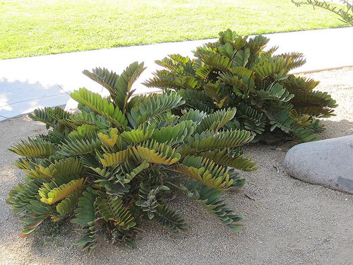 12" & Up Foliage CARDBOARD PALM 10" 
