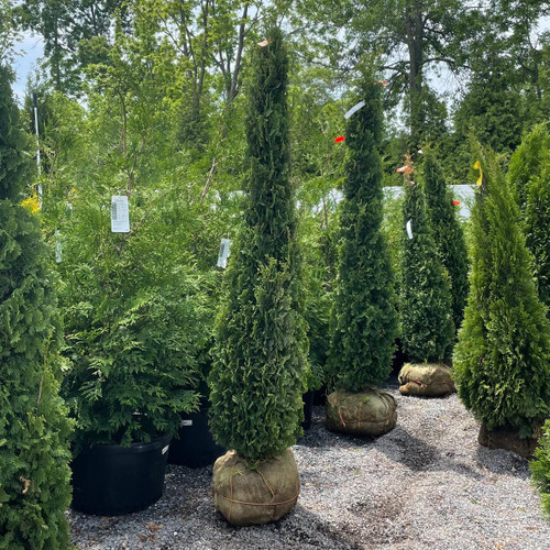 Thuja occidentalis Degroots Spire 193178 