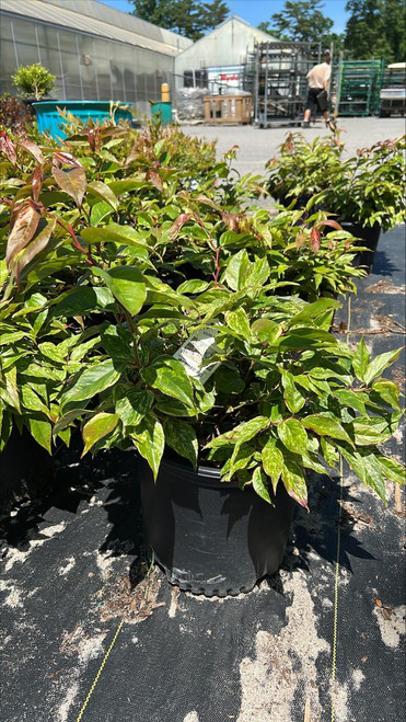  Leucothoe fontanesiana Girards Rainbow 194951 