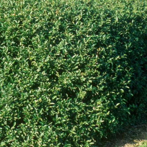 Other Deciduous Ligustrum ovalifolium 195186 