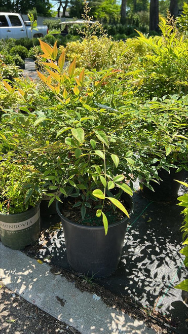 Other Deciduous Nandina domestica 195233 