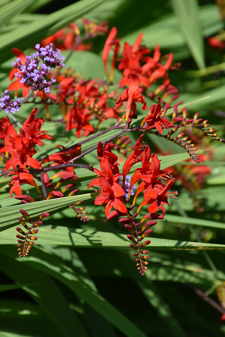 CROCOSMIA PEACH MELBA 1G
