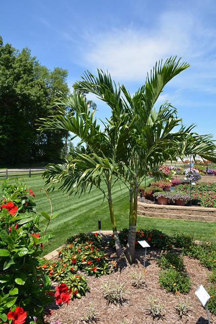 12" & Up Foliage ADONIDIA PALM 24"/25G 8-10'MU 