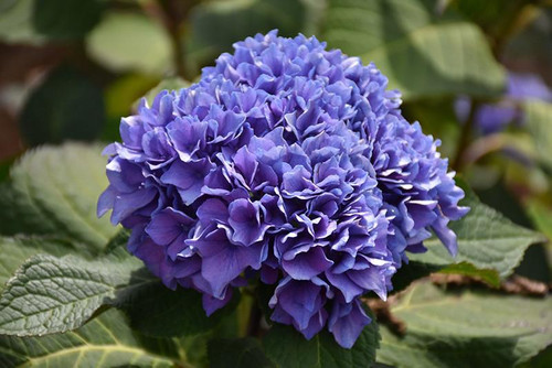  Hydrangea macrophylla Let's Dance Sky View 325084 