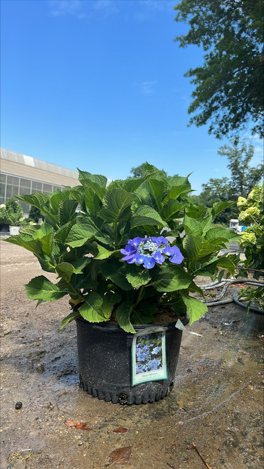 Hydrangea macrophylla Teller Blue 198315