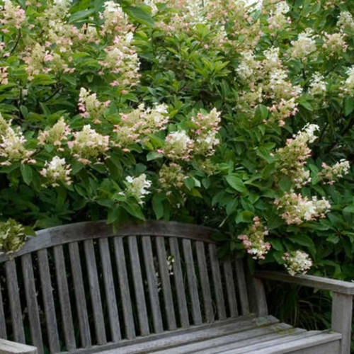  Hydrangea paniculata Tardiva 198456 