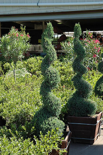 Juniperous Juniperus chinensis Spiral 208190 