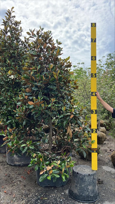  Magnolia grandiflora Little Gem 201995 