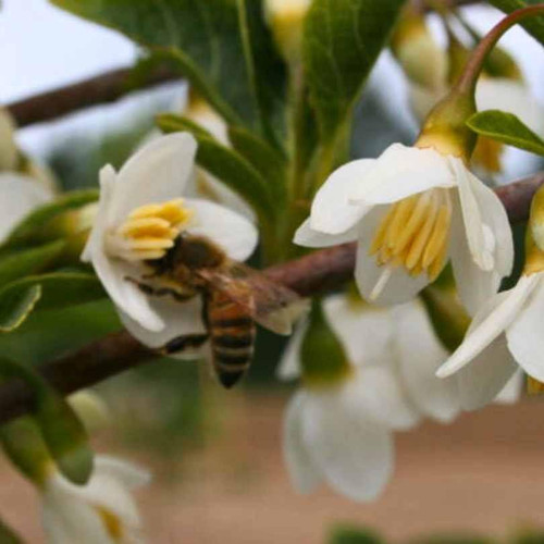Other Dec. Tree Styrax japonicus 202032 
