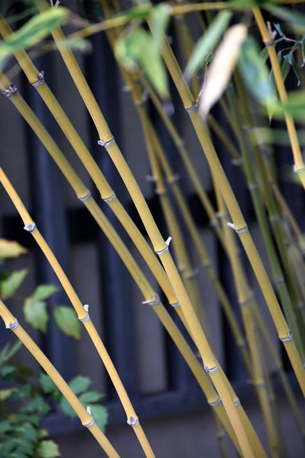 Other Ever. Sh. Phyllostachys bissetii 206468 