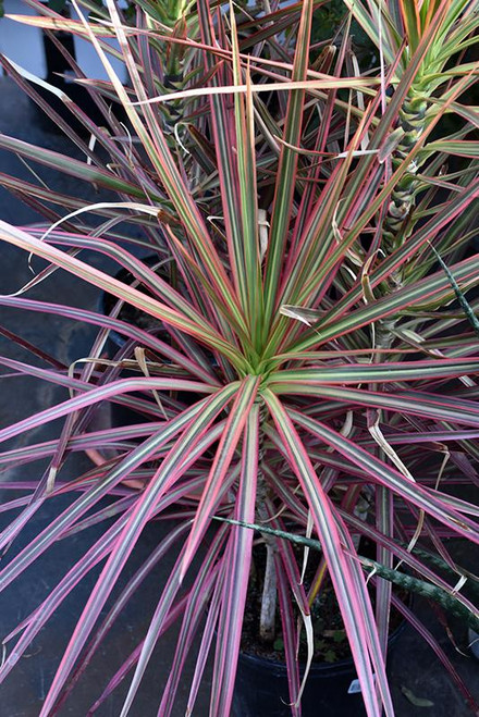 5-9" Foliage DRACAENA COLORAMA 8" 