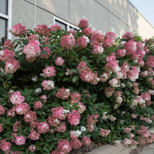  Hydrangea paniculata Vanilla Strawberry 208539 