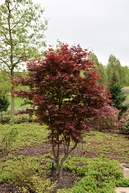 Acer palmatum Emperor l 211388