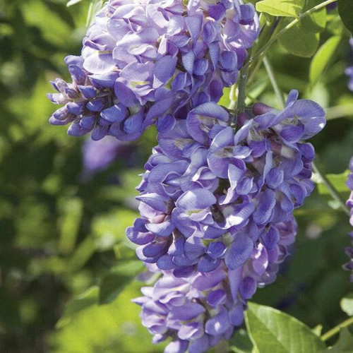  Wisteria frutescens Amethyst Falls 213665 