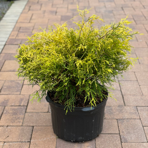 Chamaecyparis pisifera Gold Mop 215771