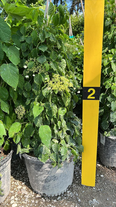 Climb Hydrangea Hydrangea anomala petiolaris 215799 