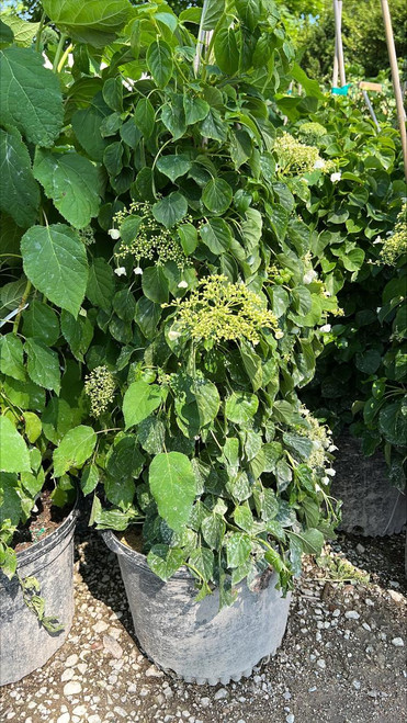 Climb Hydrangea Hydrangea anomala petiolaris 215799 