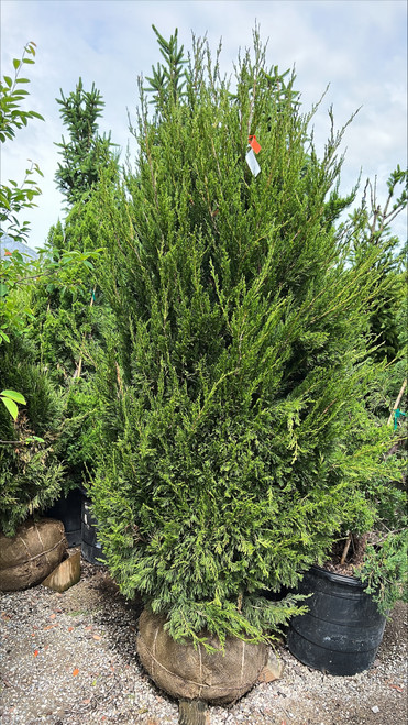 Juniperus chinensis Spartan 216141