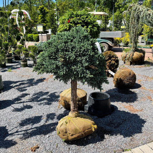 Juniperous Juniperus squamata Blue Star 216166 
