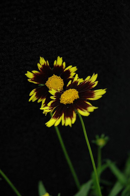 Coreopsis Cosmic Eye 317393 