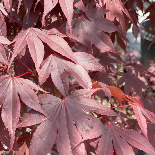  Acer palmatum Emperor l 222443 