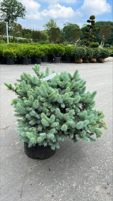 Picea pungens Glauca Globosa 224422