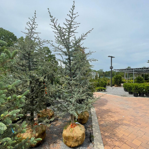  Cedrus atlantica Glauca SPEC 325190 