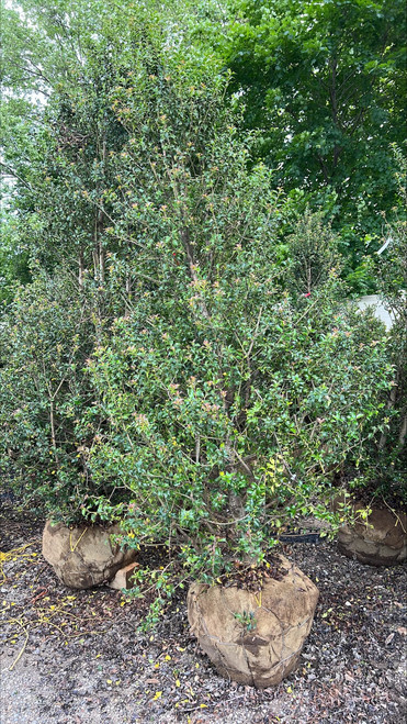 Ilex aquipernyi Dragon Lady 226620