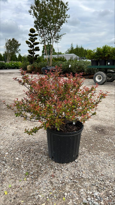 Other Deciduous Abelia x grandiflora Little Richard 227330 