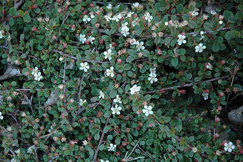  Cotoneaster dammeri Streibs Finding 228106 