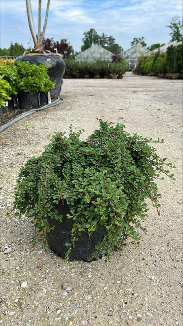  Cotoneaster dammeri Streibs Finding 228106 