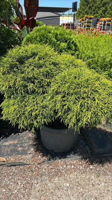 Chamacyparis Chamaecyparis pisifera Gold Mop 229031 
