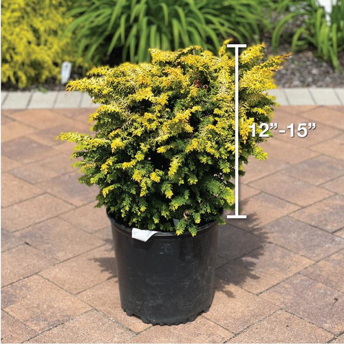 Chamacyparis Chamaecyparis obtusa Filicoides Aurea 230506 