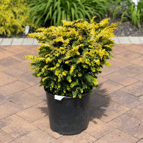 Chamacyparis Chamaecyparis obtusa Filicoides Aurea 230506 