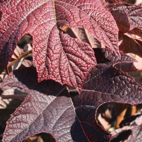  Hydrangea quercifolia Snow Queen 233418 