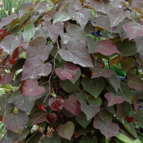 Other Dec. Tree Cercis canadensis Ruby Falls 233420 