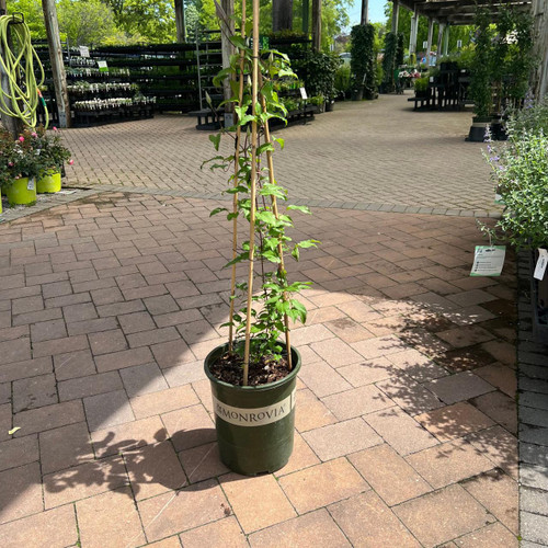  Clematis lanuginosa Niobe 236282 
