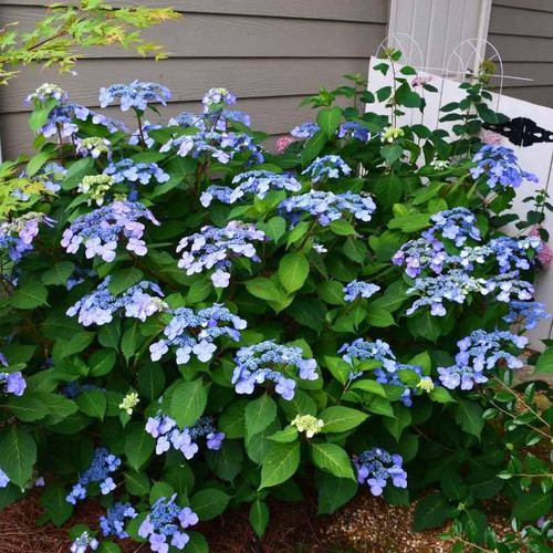  Hydrangea macrophylla E.S.Twist and Shout 239391 