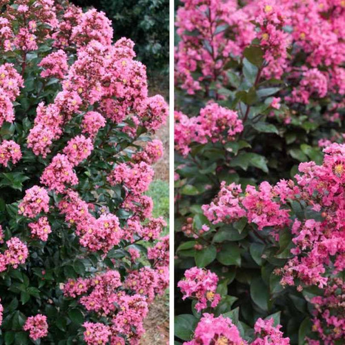 Lagerstoemia Lagerstroemia x Coral Magic 239818 