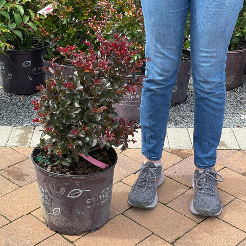 Lagerstoemia Lagerstroemia indica Plum Magic 239819 