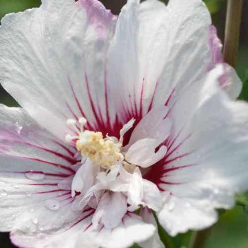 Other Deciduous Hibiscus syriacus Fiji 240822 