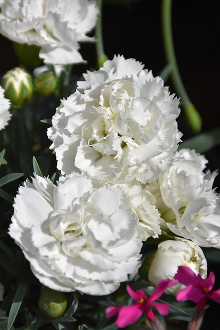  Dianthus Frosty 216633 