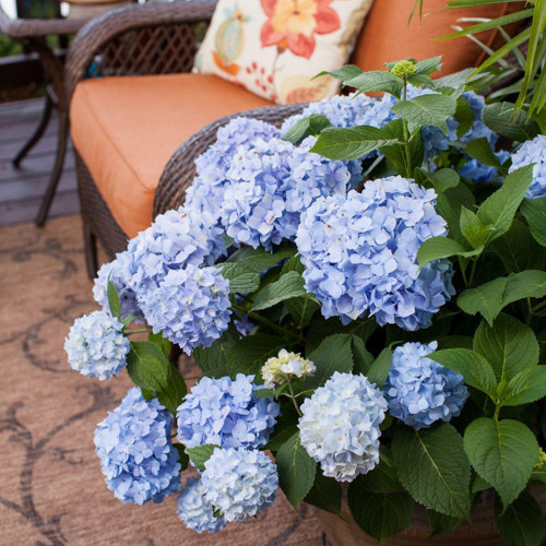  Hydrangea macrophylla E.S.Endless Summer 241885 