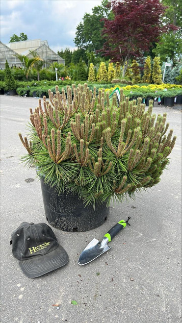  Pinus densiflora Low Glow 247162 