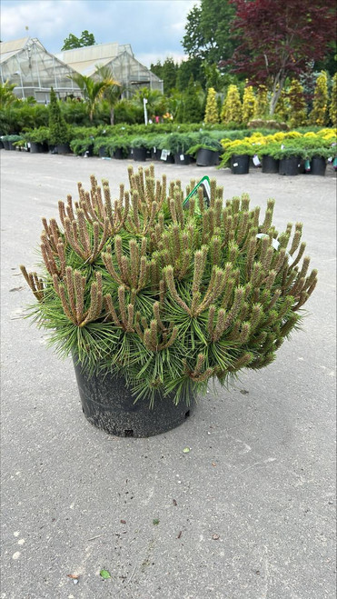  Pinus densiflora Low Glow 247162 
